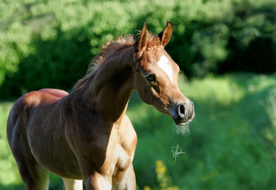 Arabian Horse History