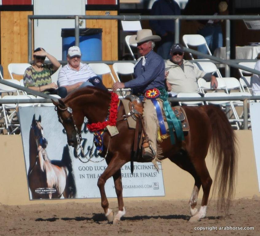 Arabian Horse History