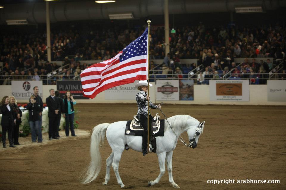 Arabian Horse History