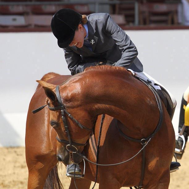 Arabian Horse History