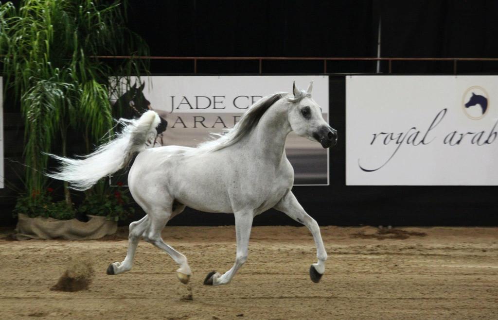 Photo credit: Toni Sullivan