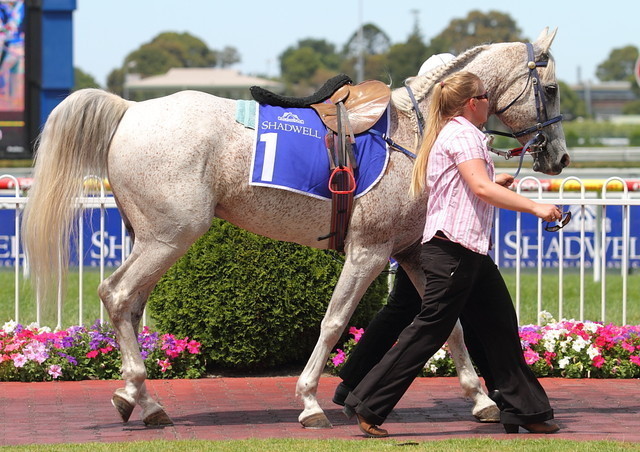 NARA thanks His Highness Sheikh Hamdan bin Rashid Al Maktoum and Shadwell Stud