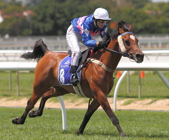 NARA thanks His Highness Sheikh Hamdan bin Rashid Al Maktoum and Shadwell Stud