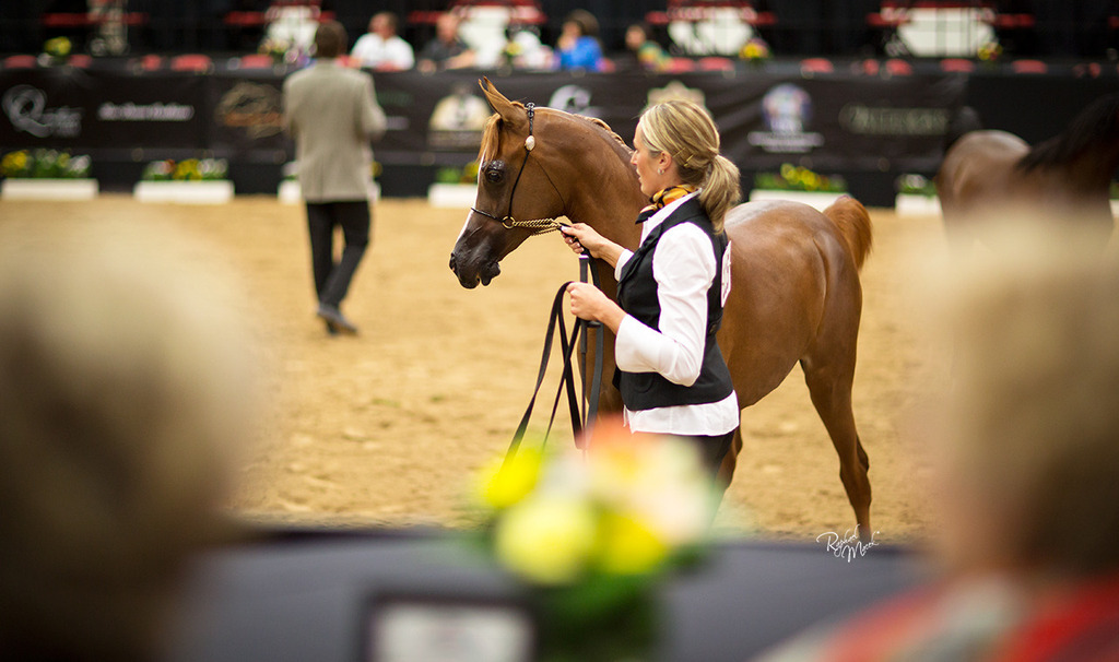 Arabian Breeders World Cup
