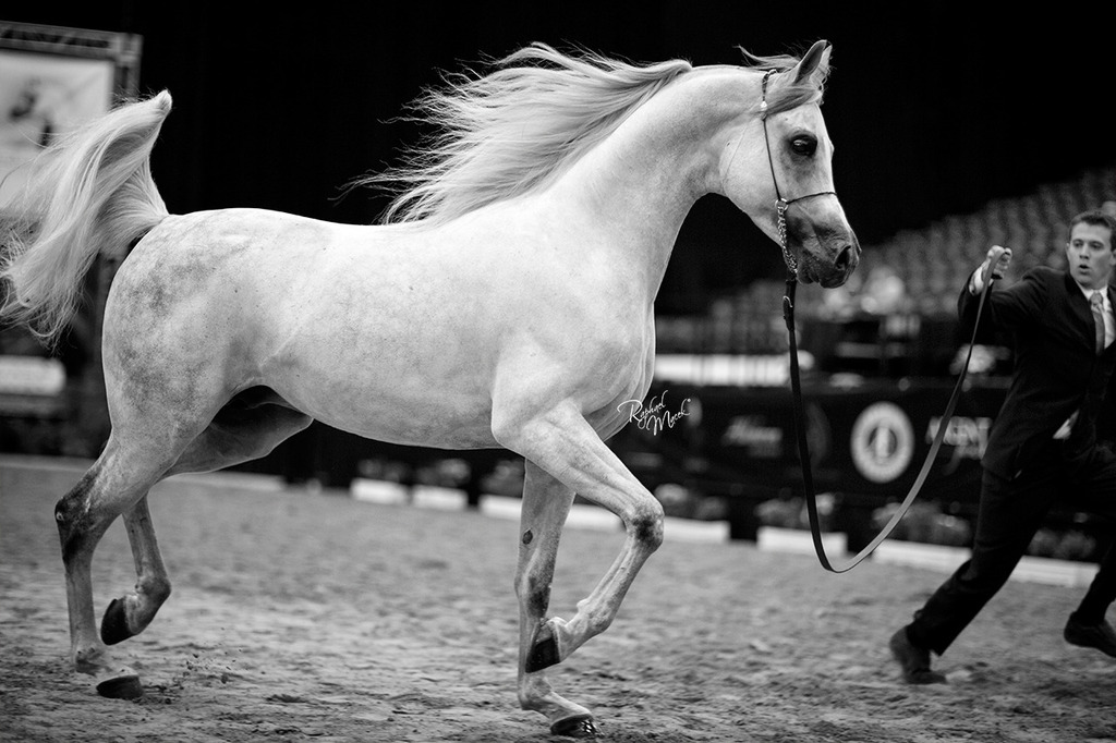 Arabian Breeders World Cup