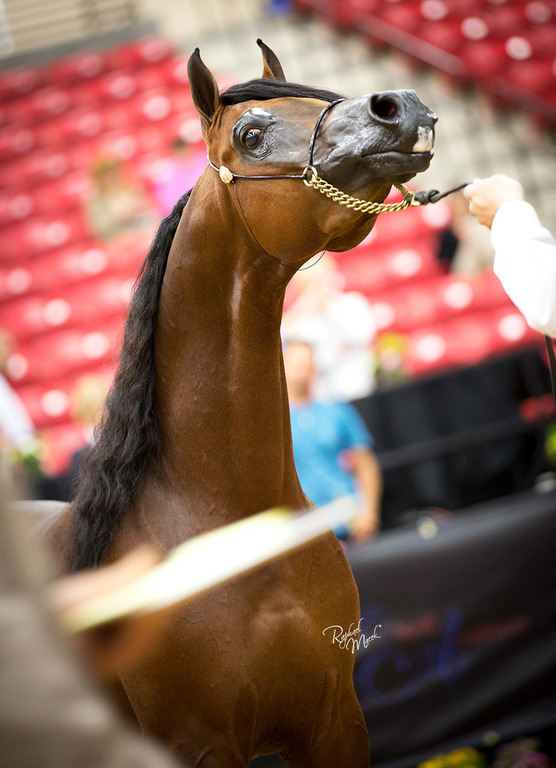 Arabian Breeders World Cup