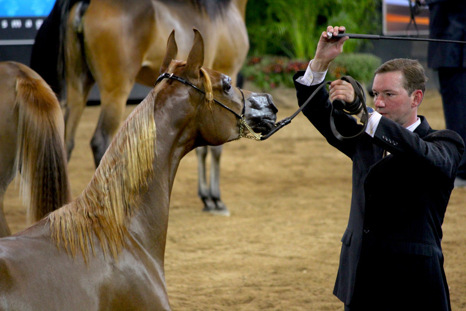 The Arabian Breeder Finals