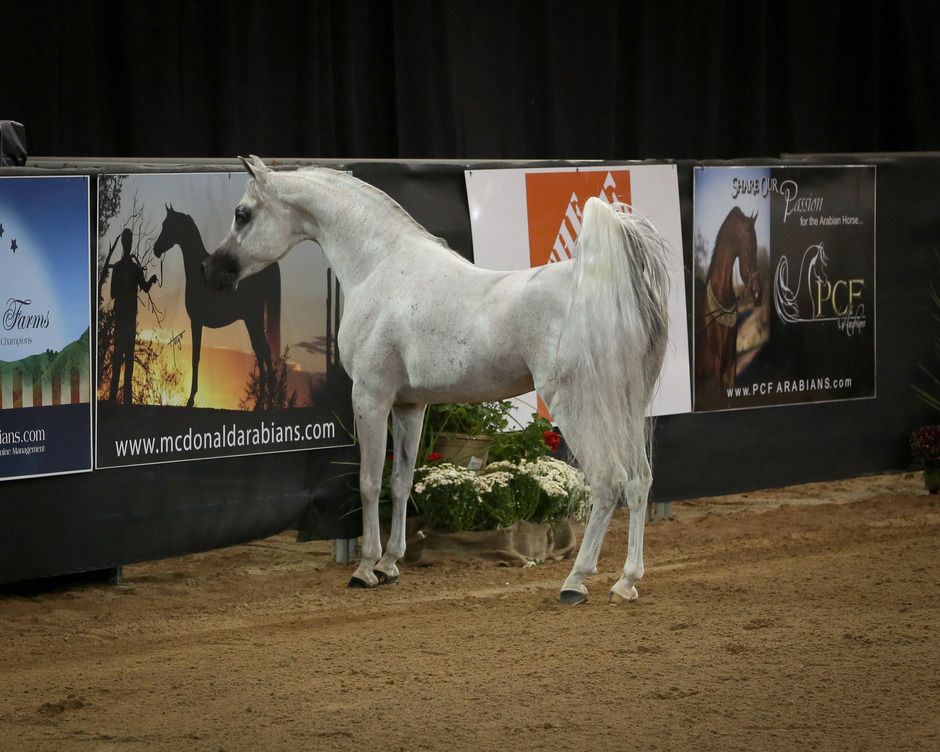 The Arabian Breeder Finals