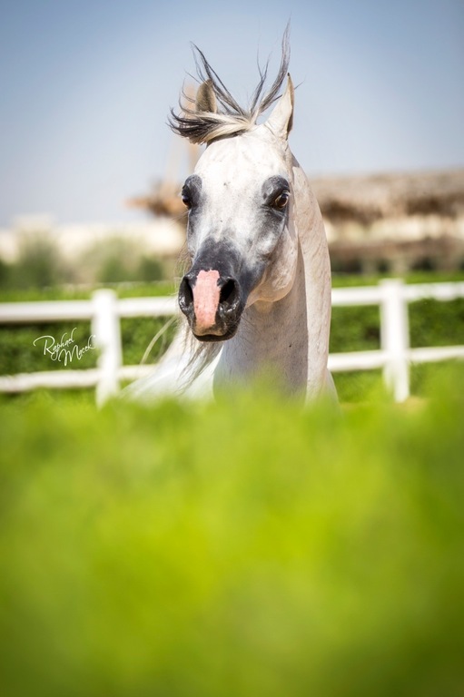 Ajman Stud's Amazing photos... 