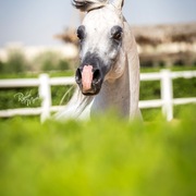 Ajman Stud's Amazing photos... 