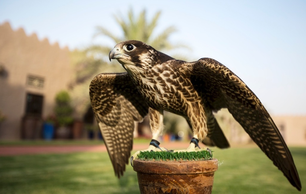 Ajman Stud's Amazing photos... 