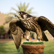 Ajman Stud's Amazing photos... 