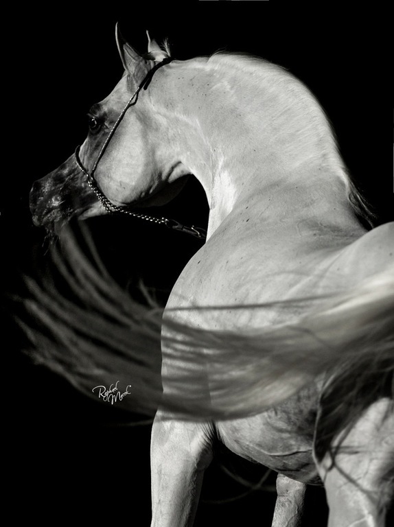 Ajman Stud's Amazing photos... 