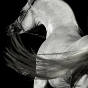 Ajman Stud's Amazing photos... 