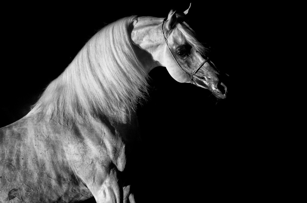 Ajman Stud's Amazing photos... 