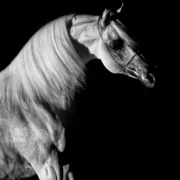 Ajman Stud's Amazing photos... 