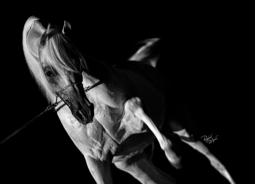 Ajman Stud's Amazing photos... 