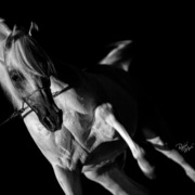 Ajman Stud's Amazing photos... 