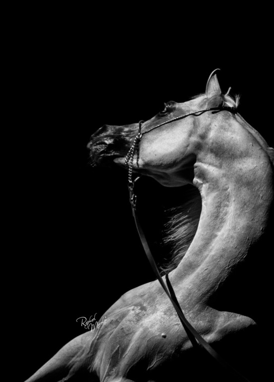 Ajman Stud's Amazing photos... 