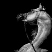 Ajman Stud's Amazing photos... 