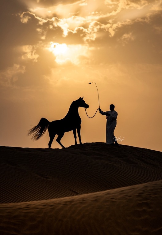 Ajman Stud's Amazing photos... 