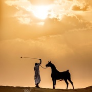 Ajman Stud's Amazing photos... 