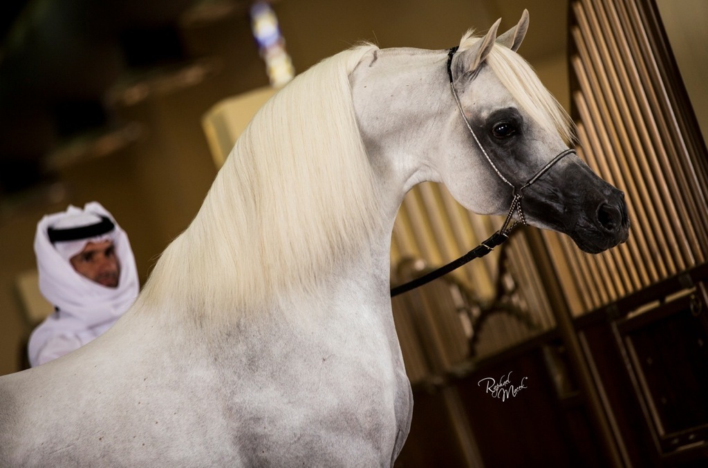 Ajman Stud's Amazing photos... 