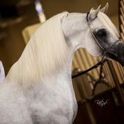 Ajman Stud's Amazing photos... 