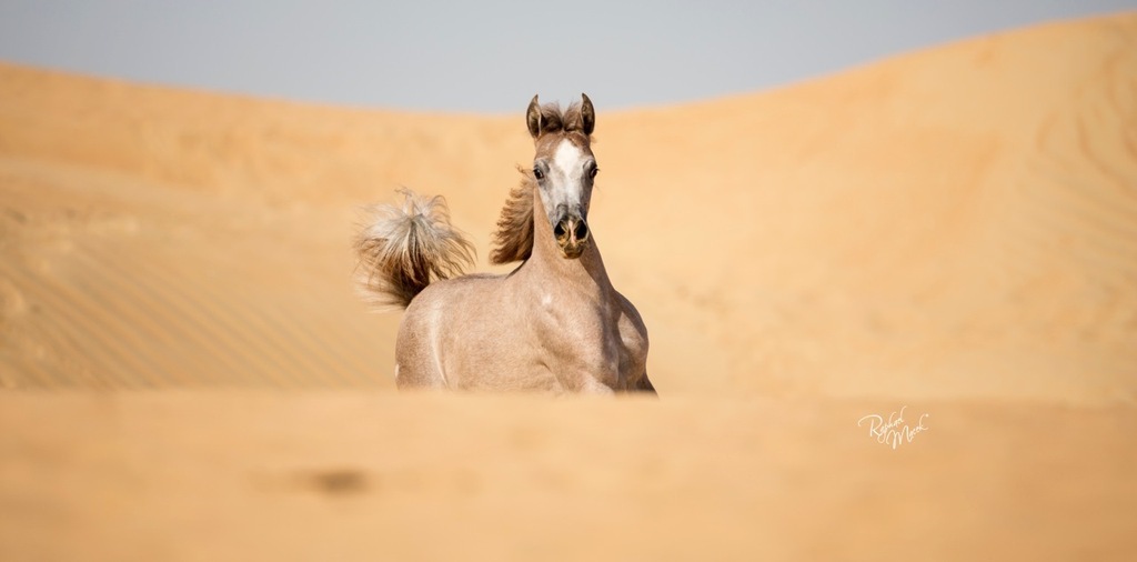 Ajman Stud's Amazing photos... 