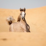 Ajman Stud's Amazing photos... 