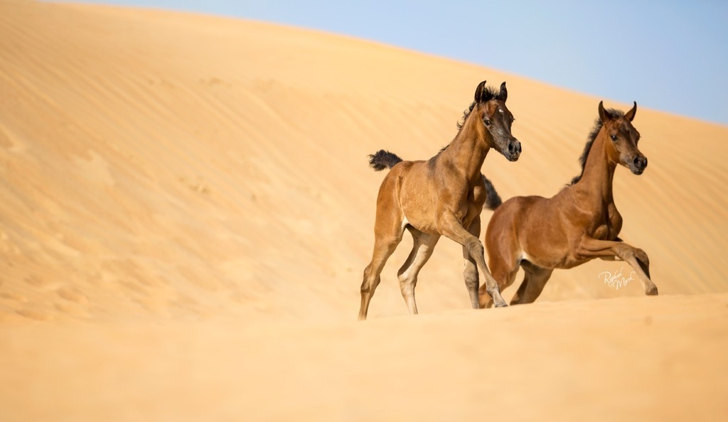 Ajman Stud's Amazing photos... 