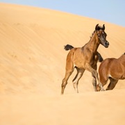 Ajman Stud's Amazing photos... 