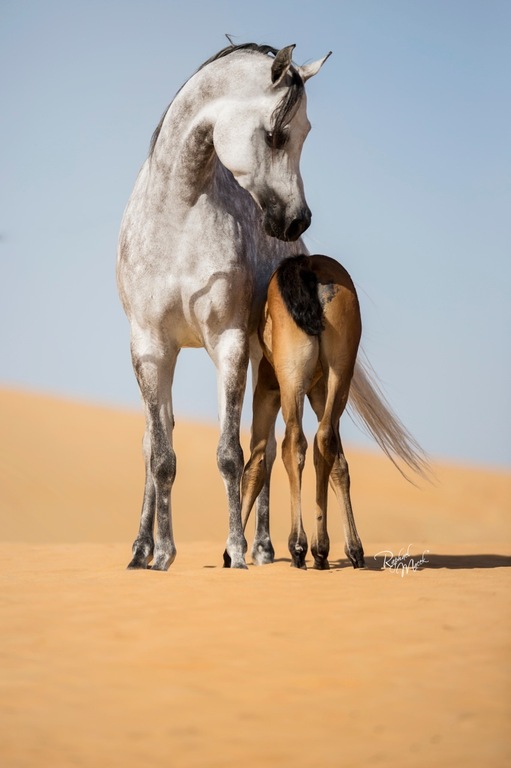 Ajman Stud's Amazing photos... 