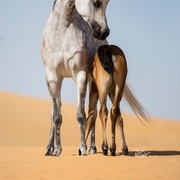 Ajman Stud's Amazing photos... 