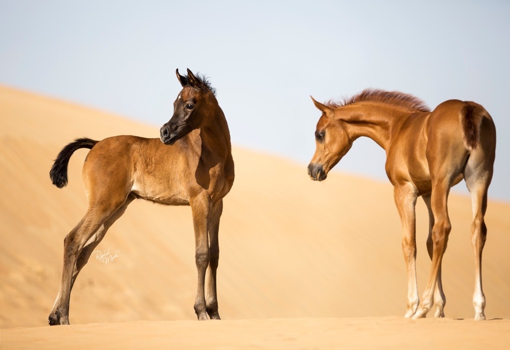 Ajman Stud's Amazing photos... 