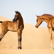 Ajman Stud's Amazing photos... 