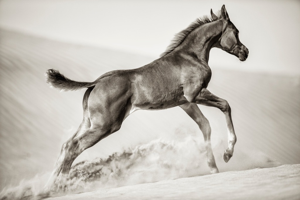 Ajman Stud's Amazing photos... 