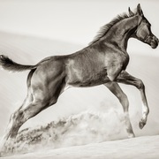 Ajman Stud's Amazing photos... 