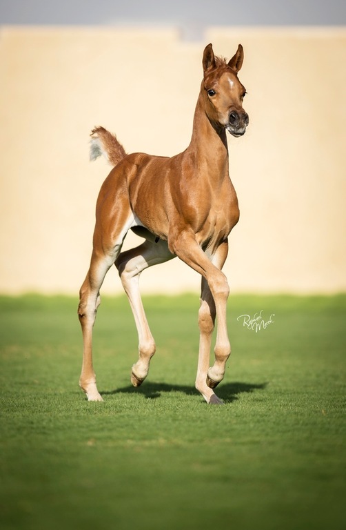 Ajman Stud's Amazing photos... 