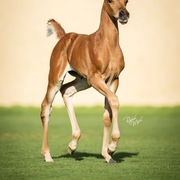 Ajman Stud's Amazing photos... 