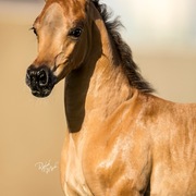 Ajman Stud's Amazing photos... 