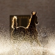 Ajman Stud's Amazing photos... 