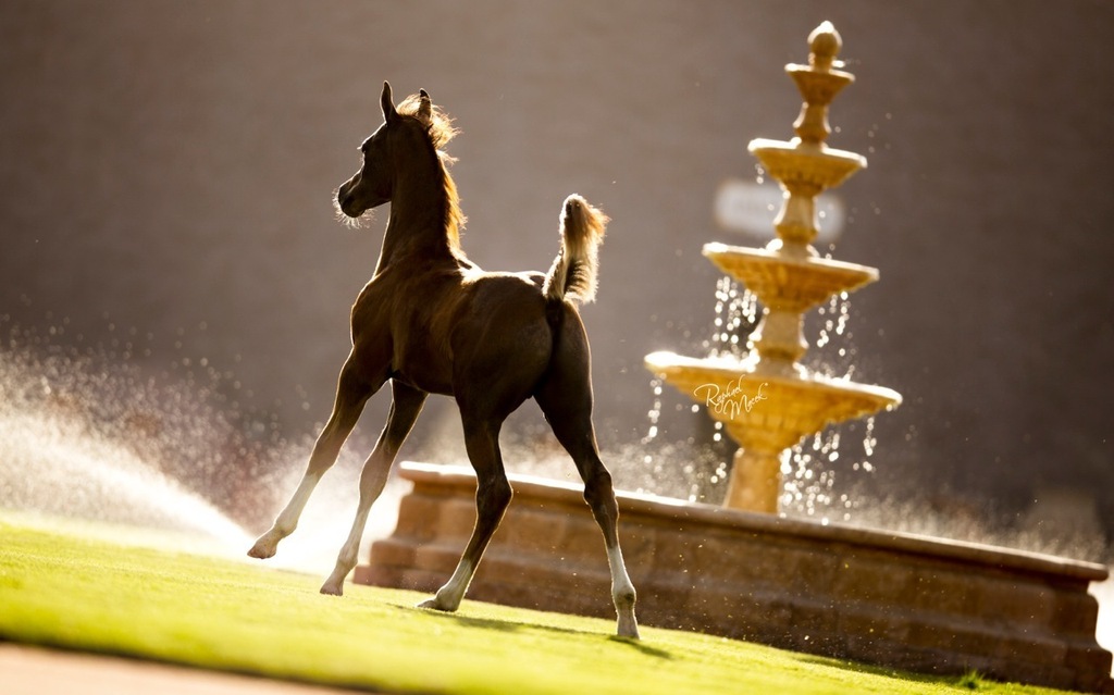 Ajman Stud's Amazing photos... 