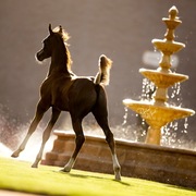 Ajman Stud's Amazing photos... 