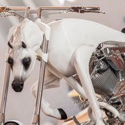 Ajman Stud's Amazing photos... 