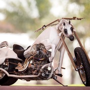 Ajman Stud's Amazing photos... 