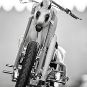 Ajman Stud's Amazing photos... 