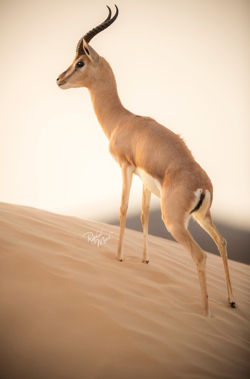 Ajman Stud's Amazing photos... 