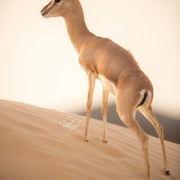 Ajman Stud's Amazing photos... 