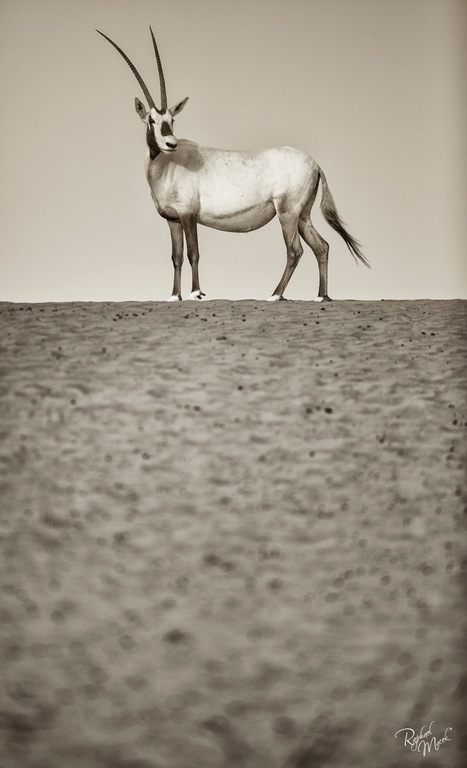 Ajman Stud's Amazing photos... 